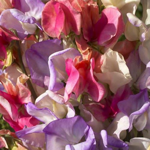 Incense Mix Sweet Pea Seeds