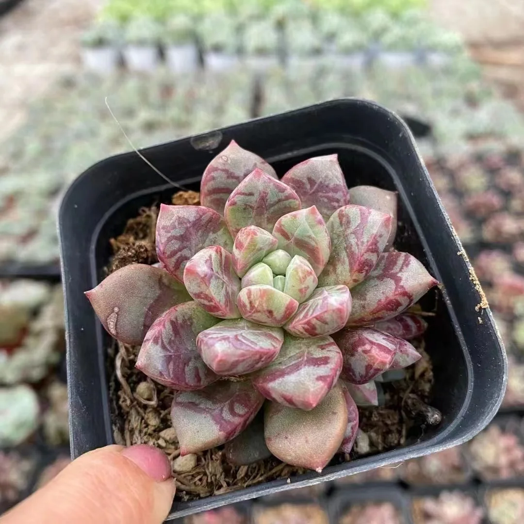 plant Aeonium Echeveria Haworthia  Caudex  Lithops Cactus  Agave 