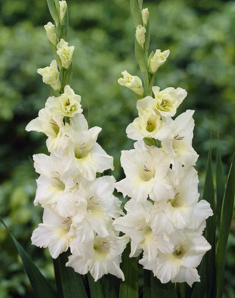 🎉Limited Time Offer: 50% Off : Gladiolus Bulbs!
