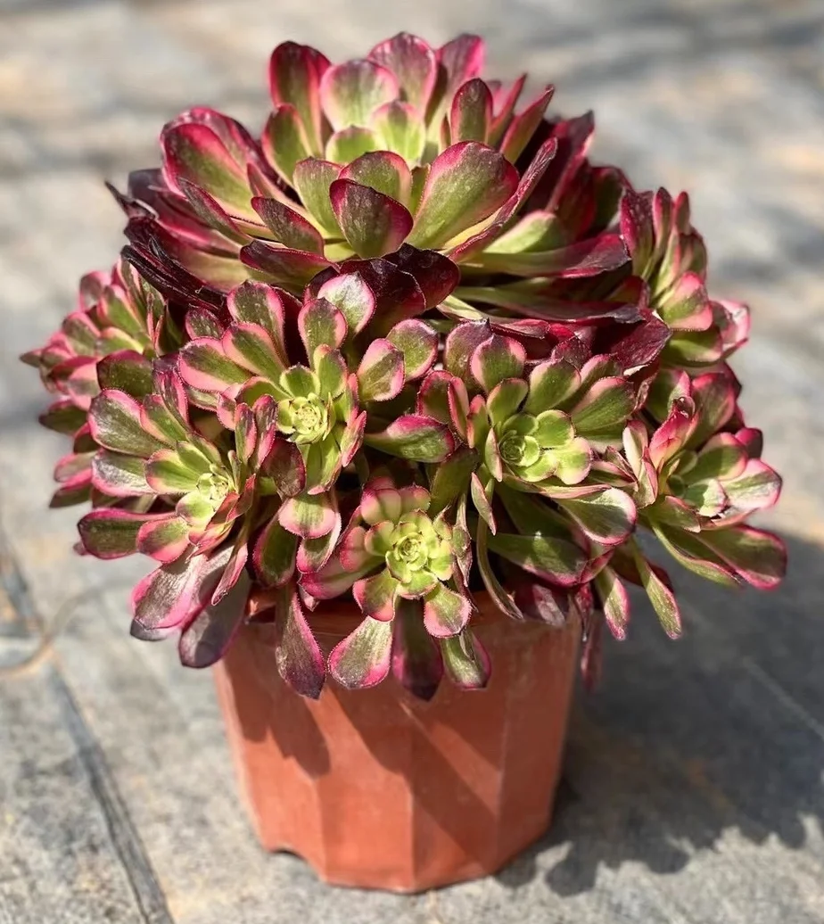 plant Aeonium Echeveria Haworthia  Caudex  Lithops Cactus  Agave 