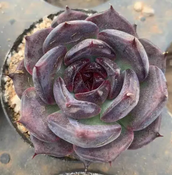 plant Aeonium Echeveria Haworthia  Caudex  Lithops Cactus  Agave 
