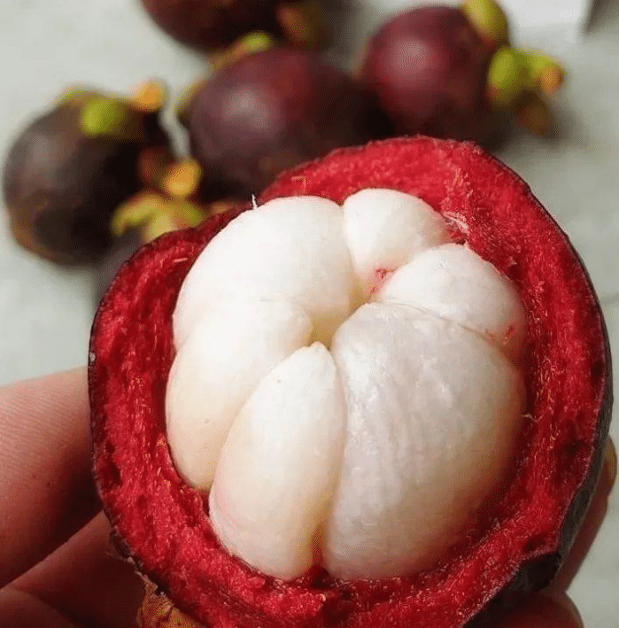Mangosteen Plant Seeds