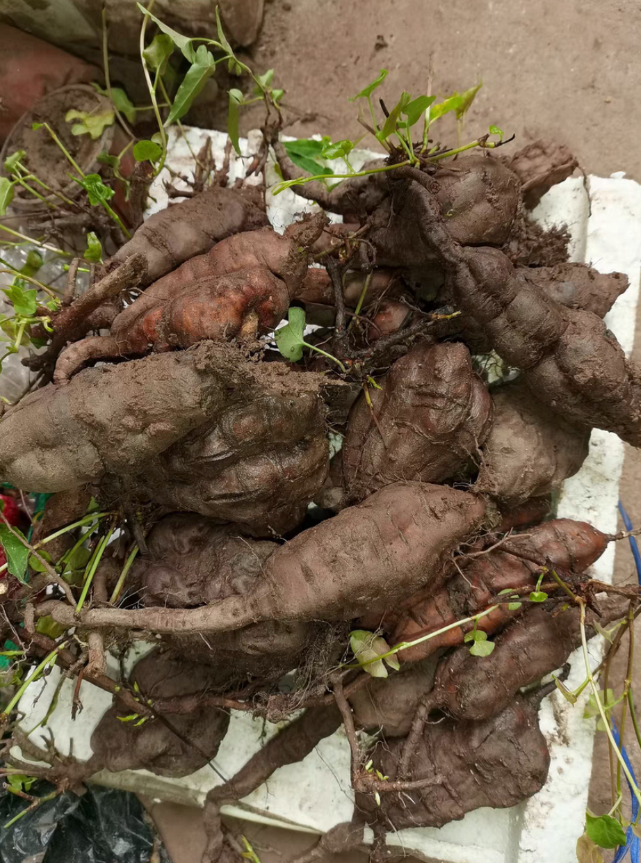 plant Aeonium Echeveria Haworthia  Caudex  Lithops Cactus  Agave 