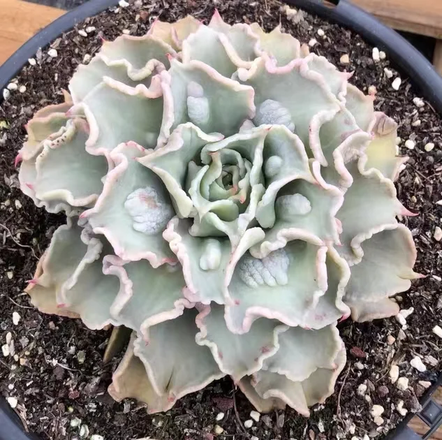 plant Aeonium Echeveria Haworthia  Caudex  Lithops Cactus  Agave 