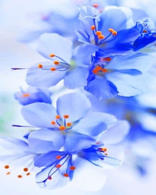 

Beautiful Light Blue Archid Flowers – Paint By Numbers - 40*50CM, 501 Original
