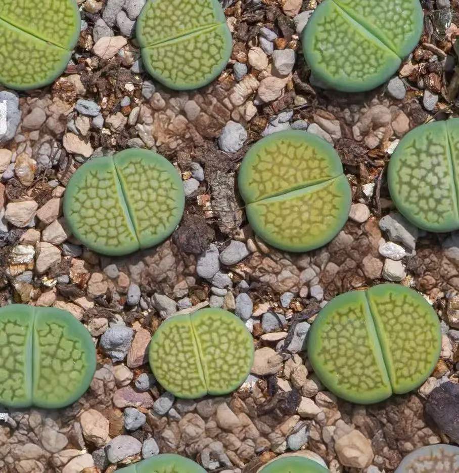 plant Aeonium Echeveria Haworthia  Caudex  Lithops Cactus  Agave 