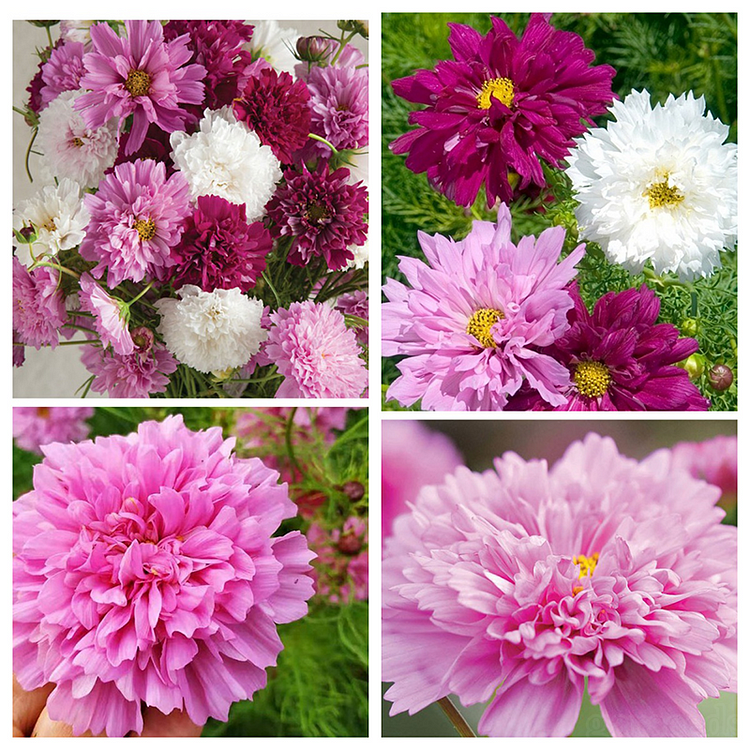 Double Cosmos🌺Mixed Color Seeds