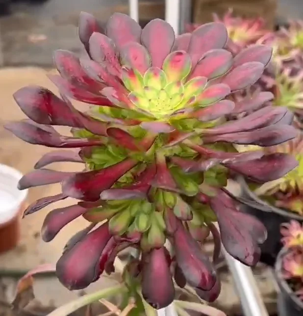 266. Zwartkin variation(Brocade in bronze pot ) cluster 15-18cm 8 heads/Aeonium plants/ Succulent plants / Garden landscape / Carefully select healthy plants