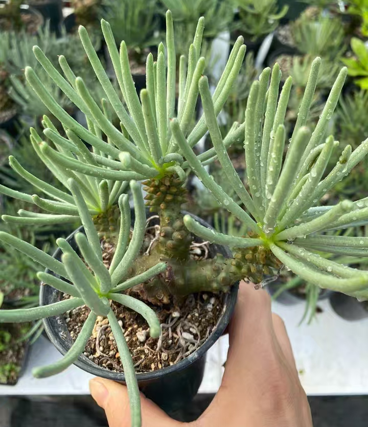 plant Aeonium Echeveria Haworthia  Caudex  Lithops Cactus  Agave 