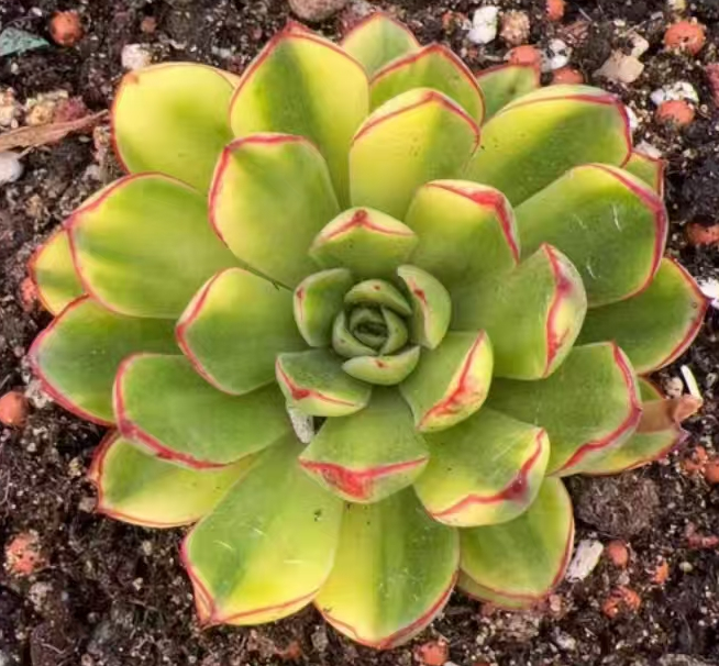 plant Aeonium Echeveria Haworthia  Caudex  Lithops Cactus  Agave 