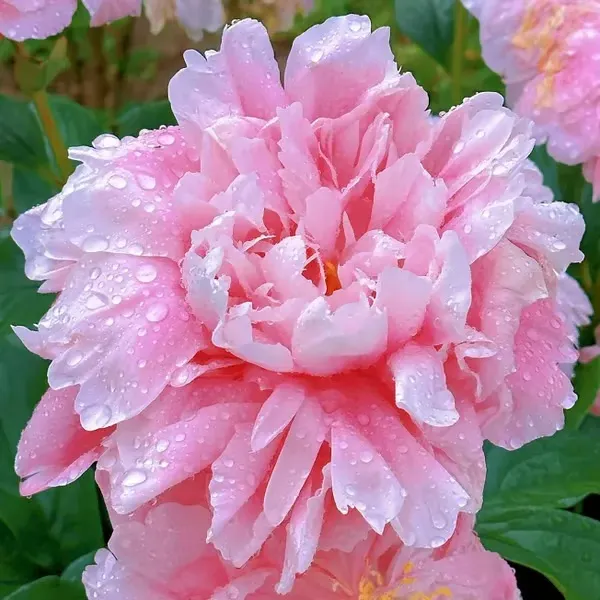 🌺THE QUEEN OF FLOWERS&mdash;DOUBLE PETALED PIANI