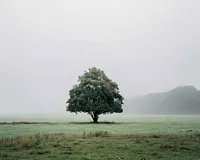 Single Tree in Mist - Diamond Painting