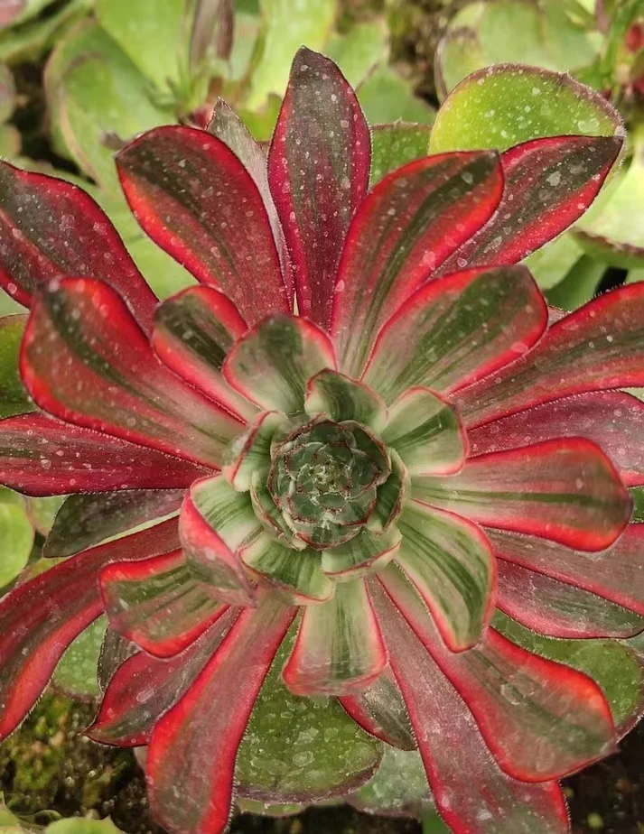   143. Voodoo silk brocade  single head and cutting / Aeonium  plants / Garden landscape / Carefully select healthy plants