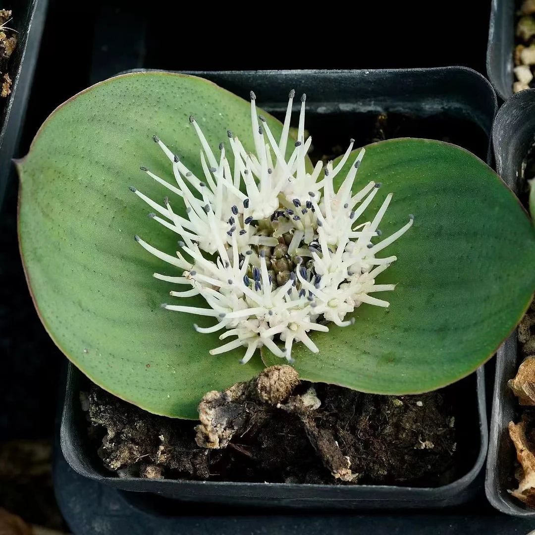 plant Aeonium Echeveria Haworthia  Caudex  Lithops Cactus  Agave 