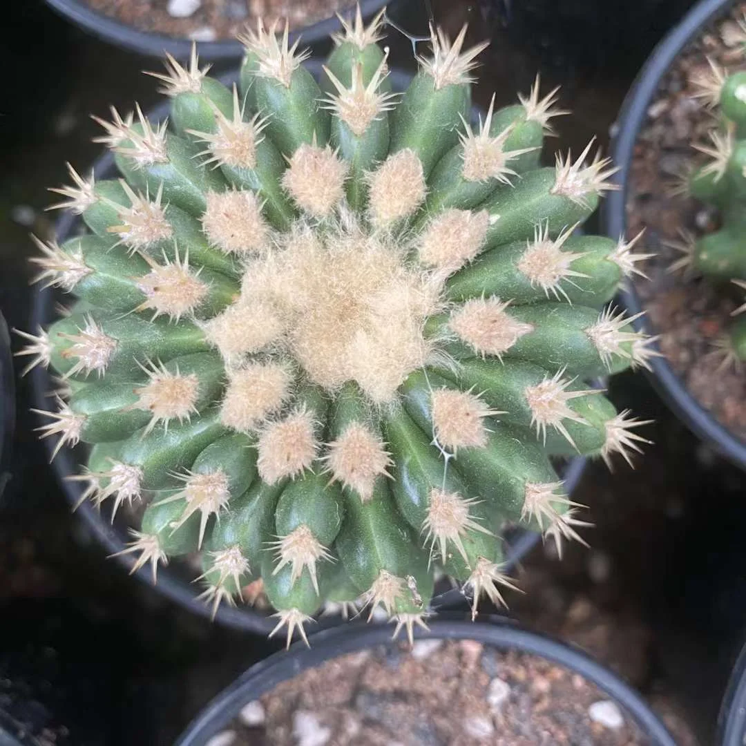 680.  Echinocactus grusonii var. inermis  /Cactus plants  / Succulent plants/Garden landscape / Carefully select healthy plants