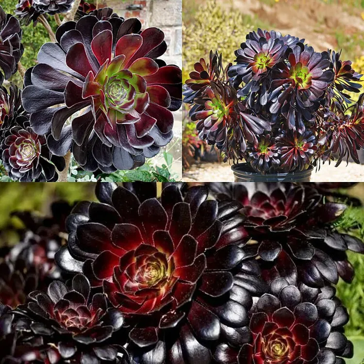 Aeonium arboreum Atropurpureum