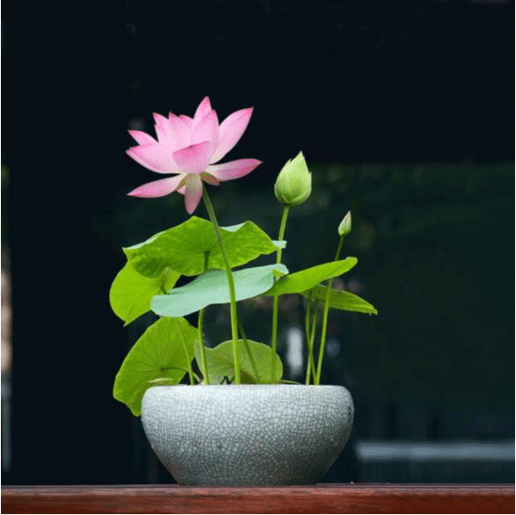 🔥【7 days germination】💐The Sacred Bonsai Bowl Lotus Flower