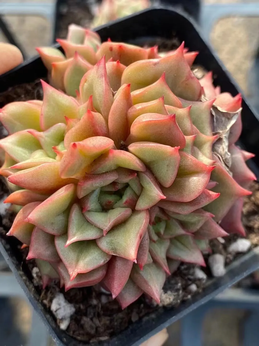 plant Aeonium Echeveria Haworthia  Caudex  Lithops Cactus  Agave 
