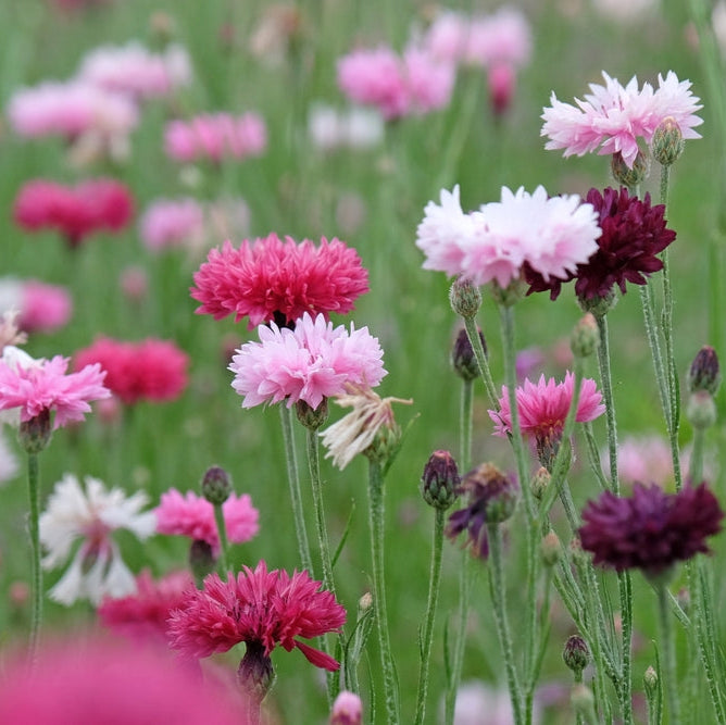 Cornflower Centaurea Classic Romantic Flower | X 80 Seeds