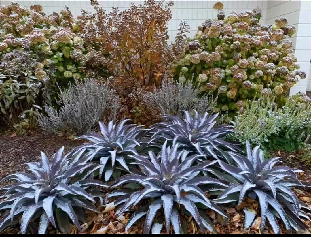 plant Aeonium Echeveria Haworthia  Caudex  Lithops Cactus  Agave 