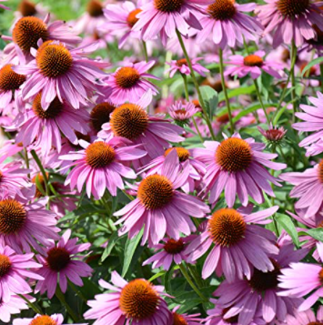 50Pcs RARE PURPLE CONEFLOWER SEEDS