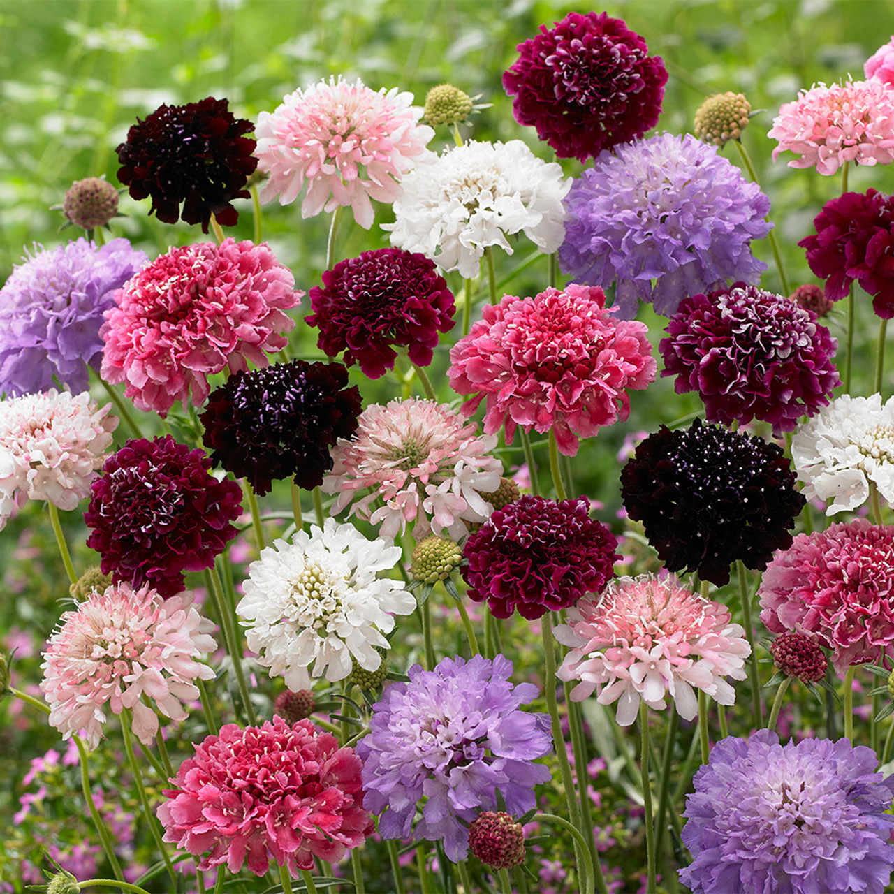 Scabiosa Seeds Jonyparkseed®