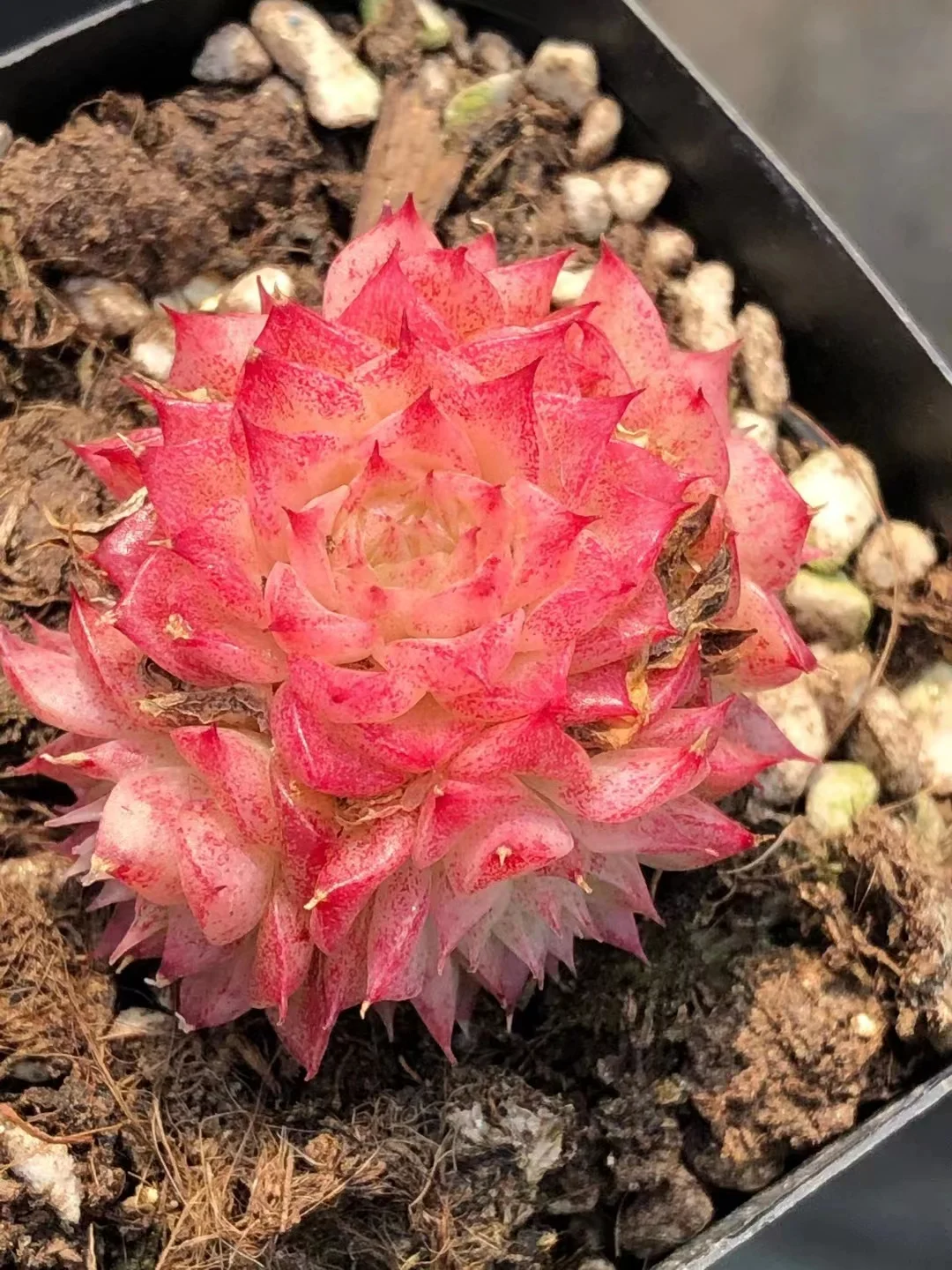 plant Aeonium Echeveria Haworthia  Caudex  Lithops Cactus  Agave 