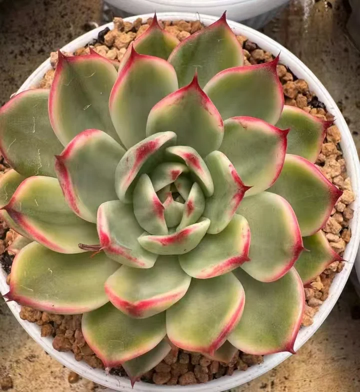 plant Aeonium Echeveria Haworthia  Caudex  Lithops Cactus  Agave 