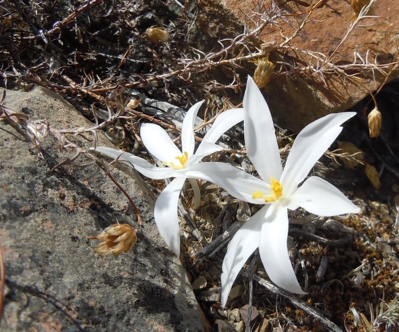 800. Gethyllis lata subsp.lata  / Caudex  / Succulent plants / Garden landscape / Carefully select healthy plants
