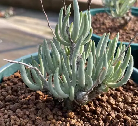 plant Aeonium Echeveria Haworthia  Caudex  Lithops Cactus  Agave 