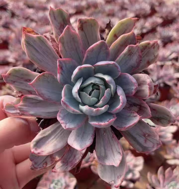 plant Aeonium Echeveria Haworthia  Caudex  Lithops Cactus  Agave 