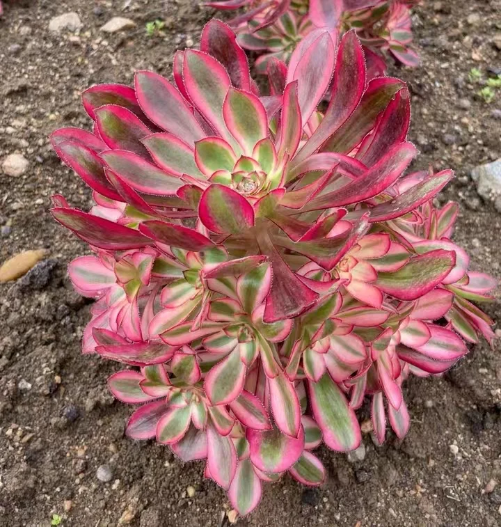 plant Aeonium Echeveria Haworthia  Caudex  Lithops Cactus  Agave 