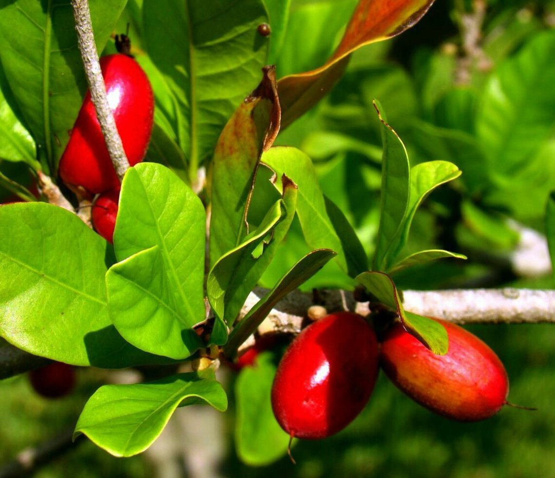 RARE Miracle fruit seeds, Miracle berry