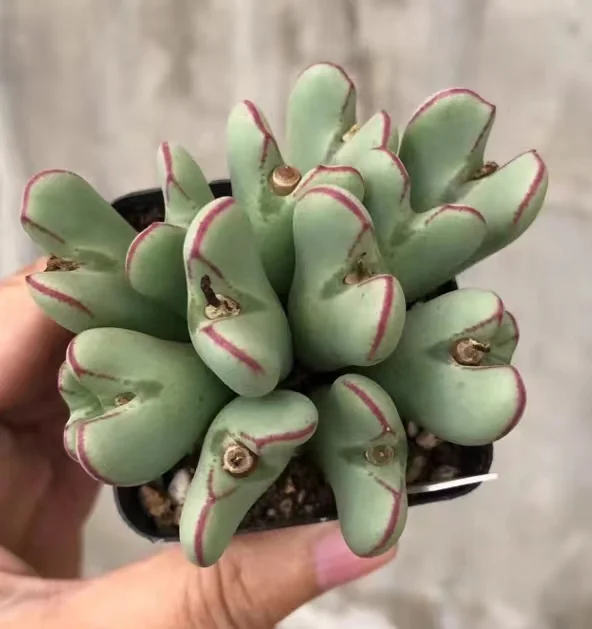 plant Aeonium Echeveria Haworthia  Caudex  Lithops Cactus  Agave 