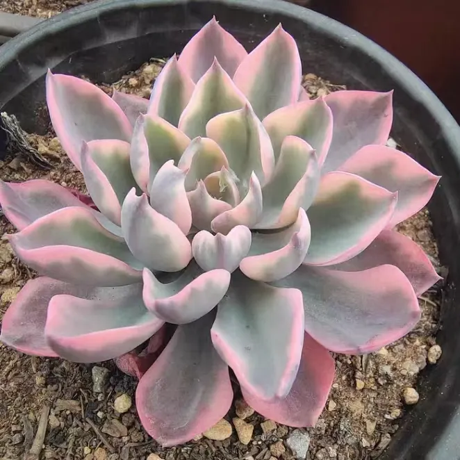 plant Aeonium Echeveria Haworthia  Caudex  Lithops Cactus  Agave 