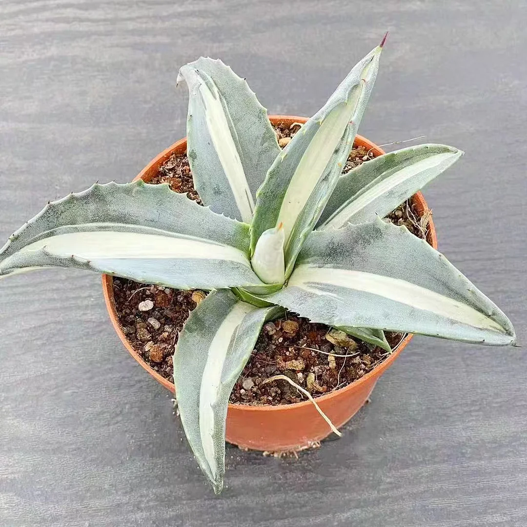 plant Aeonium Echeveria Haworthia  Caudex  Lithops Cactus  Agave 