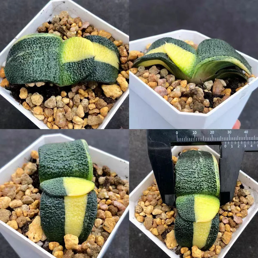 plant Aeonium Echeveria Haworthia  Caudex  Lithops Cactus  Agave 