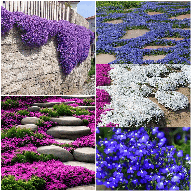 🔥⏰Last Day 49%OFF - ✨Creeping Thyme seeds for four seasons🏡| Create your perfect lawn here🌼 