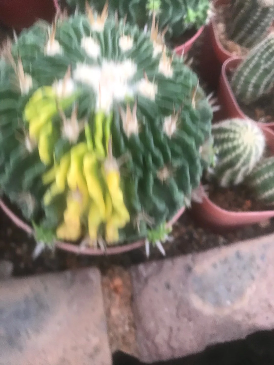 plant Aeonium Echeveria Haworthia  Caudex  Lithops Cactus  Agave 