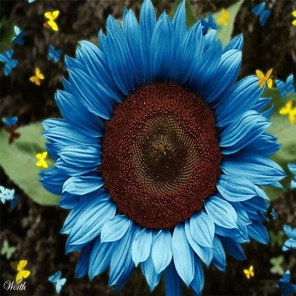 Bright Blue Sunflower Seeds JONY PARK