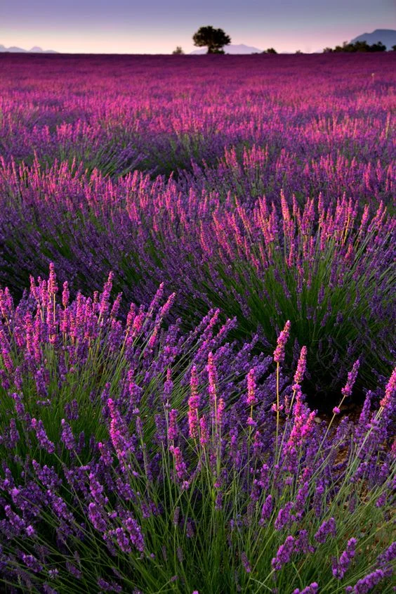💜Provence Lavender Haven Seeds🌿