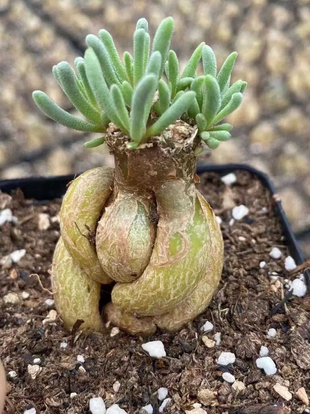 plant Aeonium Echeveria Haworthia  Caudex  Lithops Cactus  Agave 