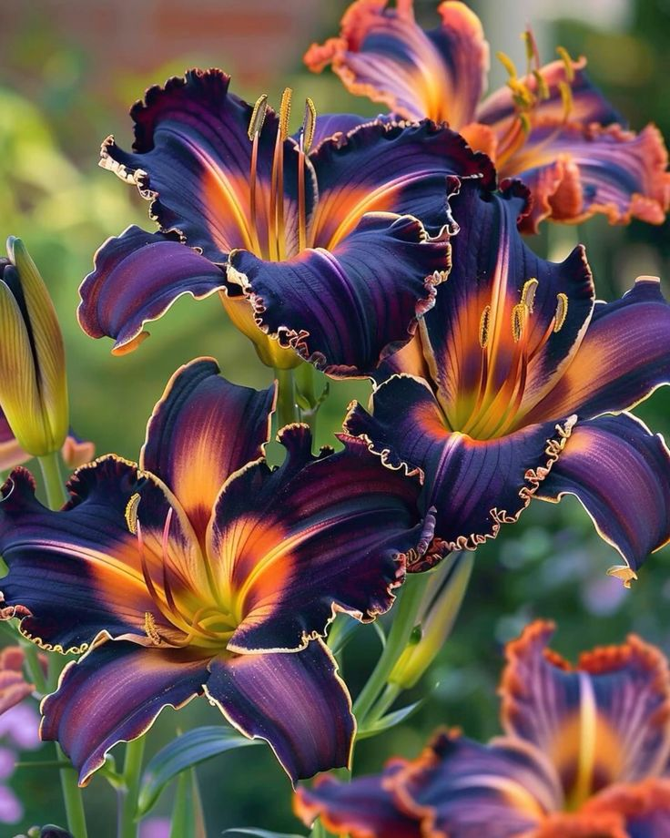 🌸Orange Rare Color Lily Bulbs&ndash; Blooms of Elegance and Grace 🌸