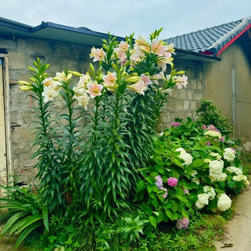 Red-Rare Exquisite Lily Bulbs 🌸