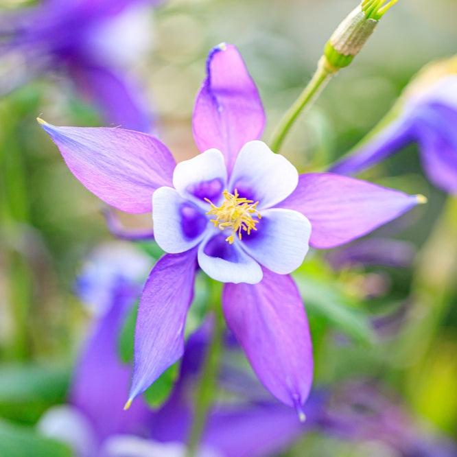 Aquilegia McKana Giants Mix Columbine Flower | X 50 Seeds