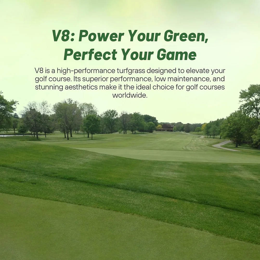 V8 Creeping Bent Grass