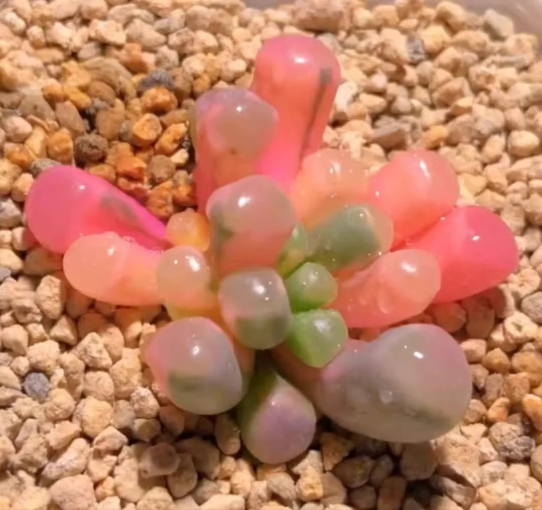 plant Aeonium Echeveria Haworthia  Caudex  Lithops Cactus  Agave 