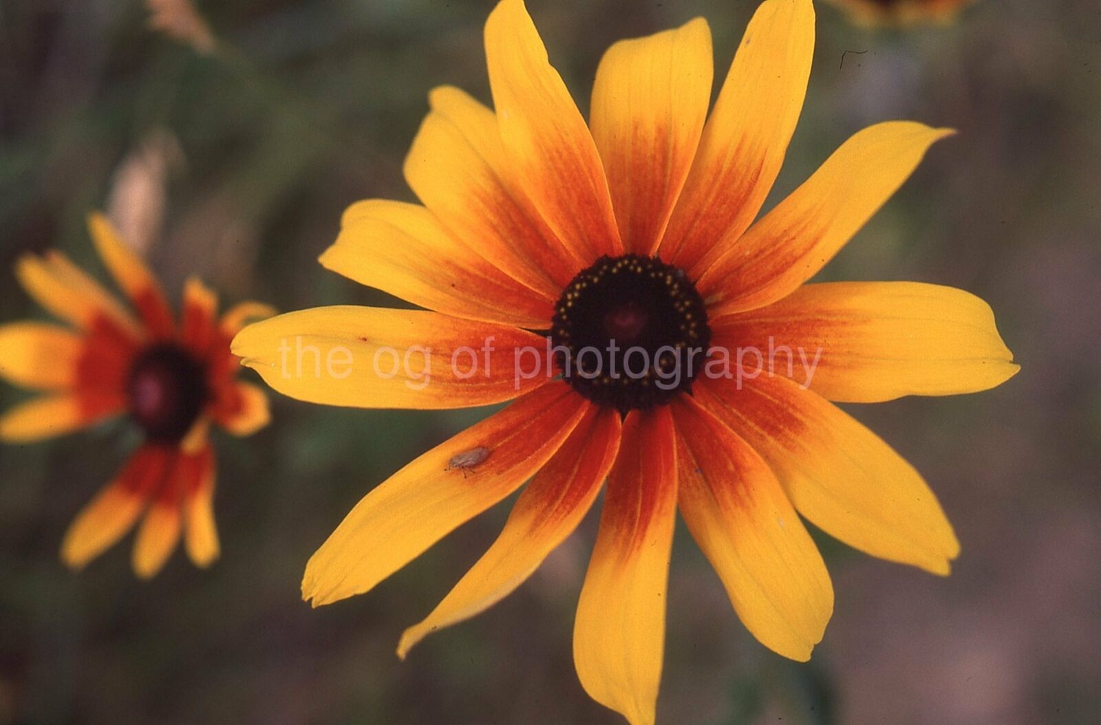 FLORAL CLOSE UP 35mm FOUND SLIDE Color Transparency FLOWER Photo Poster painting 21 T 67 K