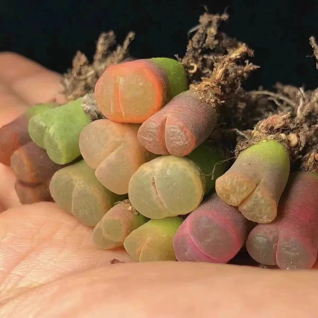 plant Aeonium Echeveria Haworthia  Caudex  Lithops Cactus  Agave 