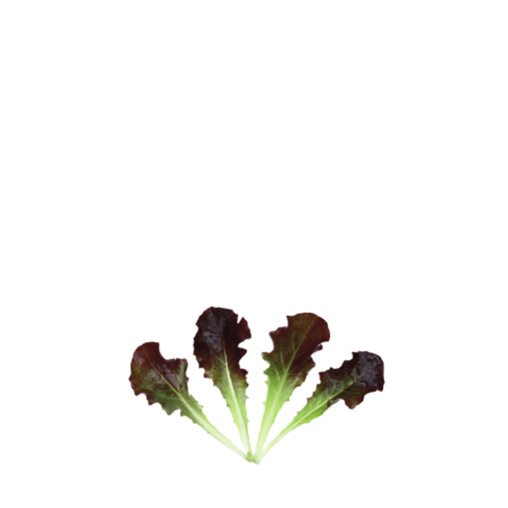 ORGANIC BABY LEAF "LETTUCE RED BATAVIA"